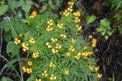 Tagetes tenuifolia