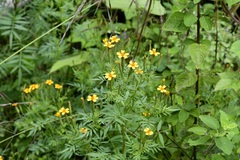 Tagetes tenuifolia
