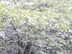 Ungnadia speciosa