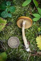 Kuehneromyces lignicola