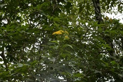 Verbesina breedlovei