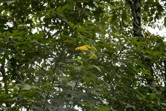 Verbesina breedlovei