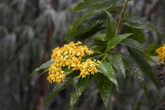 Verbesina hypargyrea