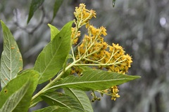 Verbesina hypargyrea