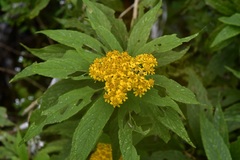 Verbesina hypargyrea