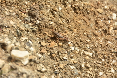 Melanoplus montanus