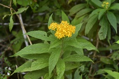 Verbesina hypargyrea