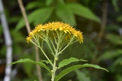 Verbesina hypargyrea