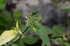 Verbesina hypoglauca