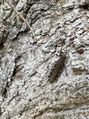 Melanoplus differentialis