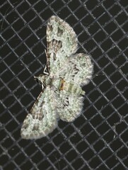 Calluga costalis