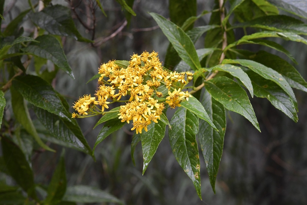 Verbesina perymenioides