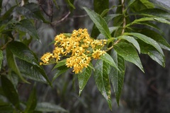 Verbesina perymenioides