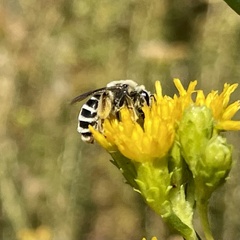 Andrena isocomae