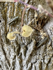 Melanoplus differentialis