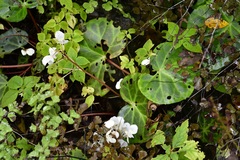 Begonia plebeja