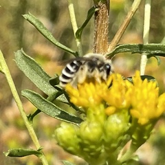 Andrena isocomae