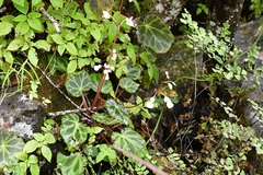 Begonia plebeja