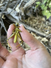Melanoplus differentialis