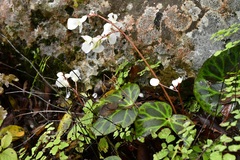 Begonia plebeja