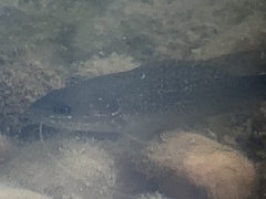 Lepomis cyanellus