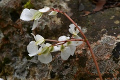 Begonia plebeja
