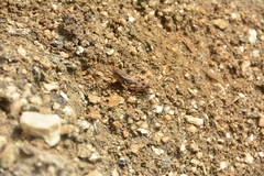 Melanoplus montanus