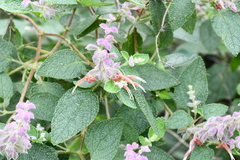 Salvia lasiantha