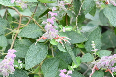 Salvia lasiantha