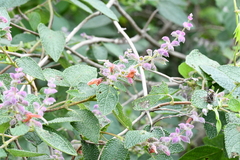 Salvia lasiantha