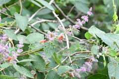 Salvia lasiantha