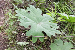 Psacalium peltatum