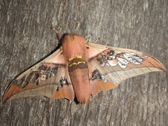 Neorcarnegia basirei