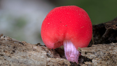 Secotium fragariosum