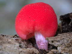 Secotium fragariosum