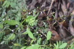 Lobelia caeciliae