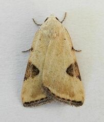 Micrathetis costiplaga
