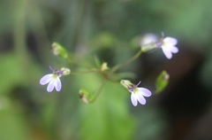 Lobelia caeciliae