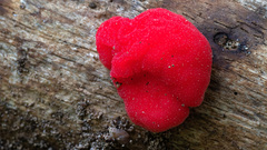 Secotium fragariosum