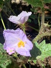 Solanum ditrichum