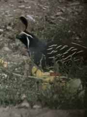 Callipepla californica