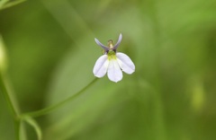 Lobelia caeciliae