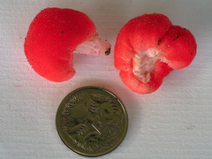 Secotium fragariosum