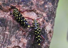 Placosternus guttatus