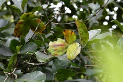 Semialarium mexicanum