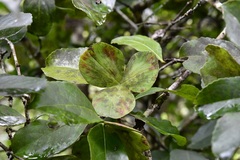 Semialarium mexicanum