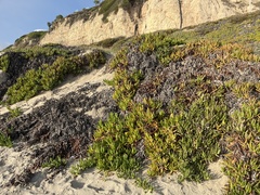 Carpobrotus edulis