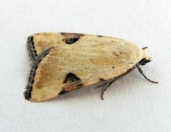 Micrathetis costiplaga