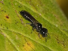 Pemphredonina
