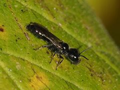 Pemphredonina